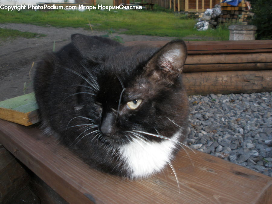 Plant, Potted Plant, Animal, Cat, Mammal, Manx, Pet
