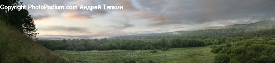 Fog, Dawn, Dusk, Sky, Sunrise, Sunset, Conifer