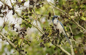 Blue Jay