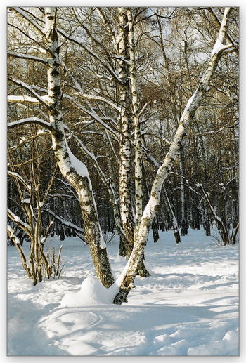 Свежий снег