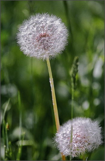 Одуванчик 2
