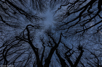 Looking up