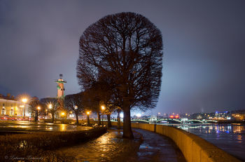Петербургские деревья