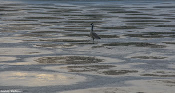Alone on ice