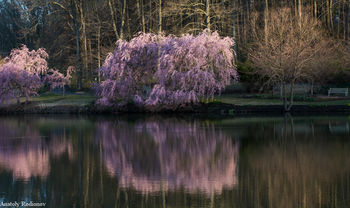 Spring