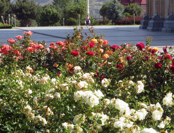 Время роз