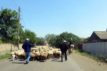 На пастбище