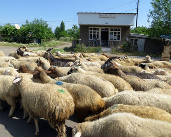 Талисманчики