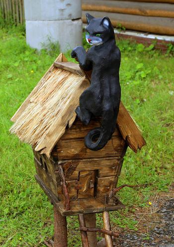 Кот на крыше
