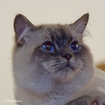 Портретики кошек