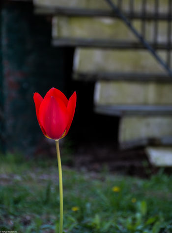 Spring