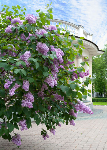 Дворянская сирень