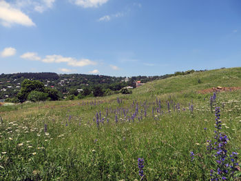 Летнее поле
