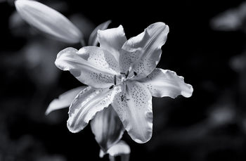 lily