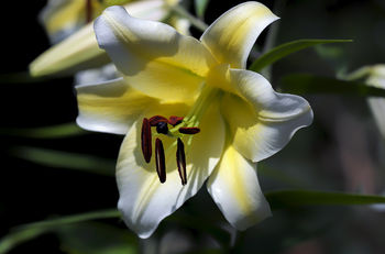 lily