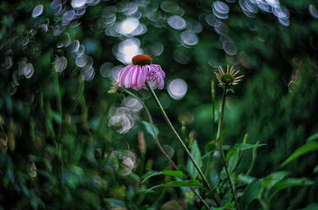 evening air