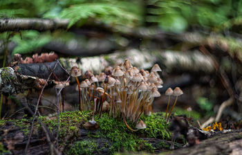 deep forest