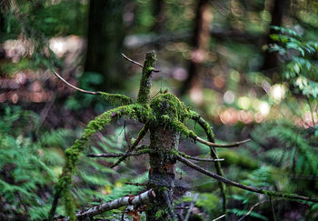 magical forest