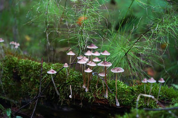 magical forest