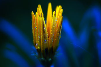 drops