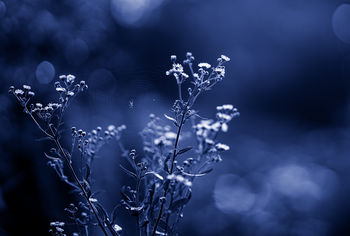 moonlight