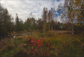 Осень, осень...
