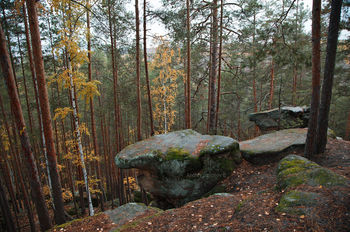 Autumn forest