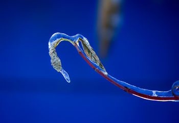 in ice
