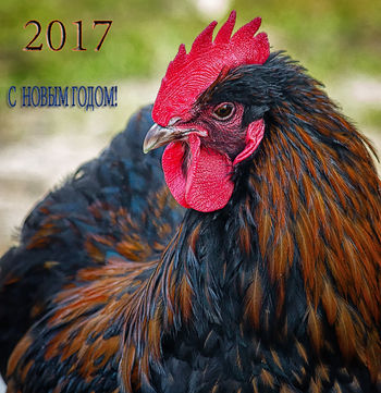 С Новым Годом!.
