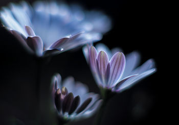 glow