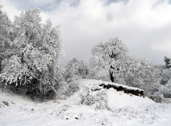 Зимний лес