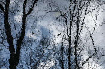 Reflections