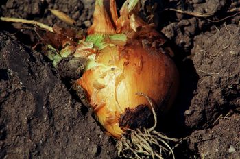 natural onion