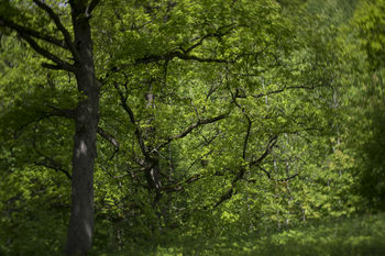 Summer impression #1