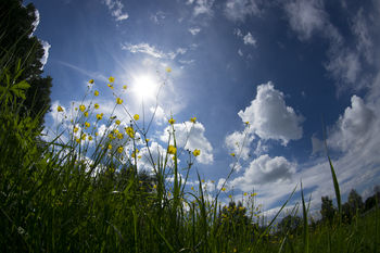 Lazy summer noon
