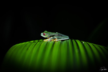 Red-eyed night beauty