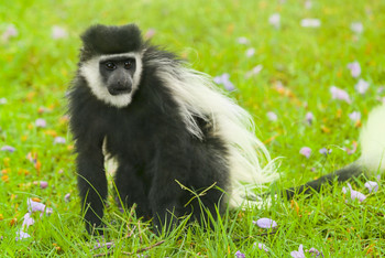 Обезьяна Колобус (Colobus monkey)