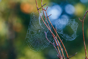 Halloween season