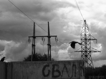 Птицы