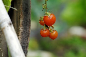 tomate