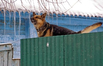 Страж