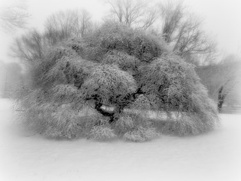 Японский клен
