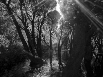 Quiet bog