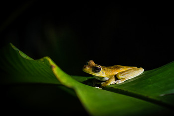 Little Yellow on Green in the Dark