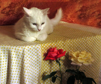 С Днем кошек!
