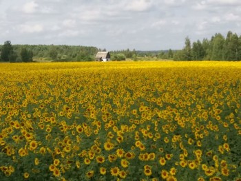 Подсолнухи