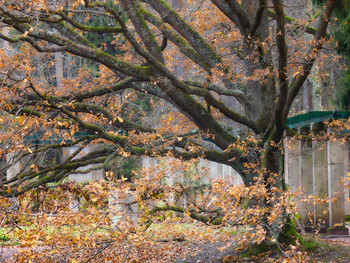 Осенние сны / Autumn dreams