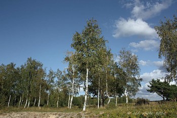 Берёзки