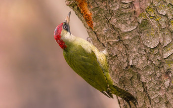 Green woodpecker