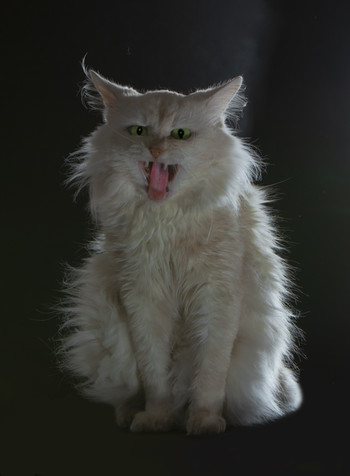 Милый котик